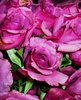 Magenta Rose Photo